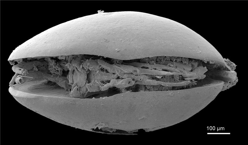 Harbinia micropapillosa fossil Harbinia micropapillosa fossil